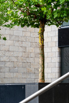 Tree and greenery contrast with modern stone wall architecture detail as a rail leads through an urban scene with strong texture study