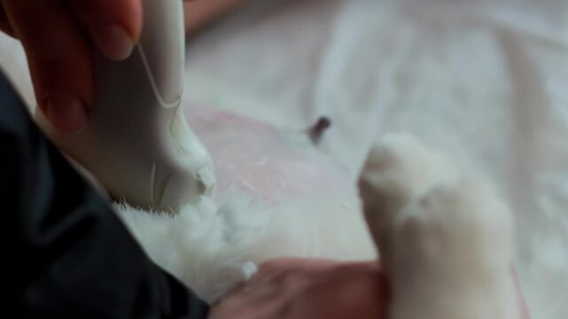 Close-up of veterinary professional conducting ultrasound scan on cat abdomen, focusing on mammary gland area. Procedure involves applying gel and moving transducer for internal organ visualization of