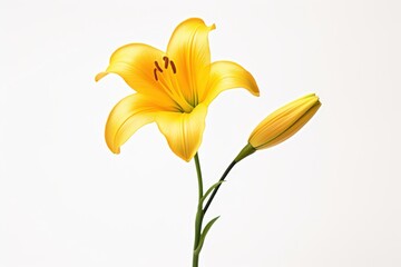 Obraz premium Yellow lily flower with an accompanying bud on a smooth white background