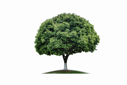 Ornamental Broadleaf Tree Isolated