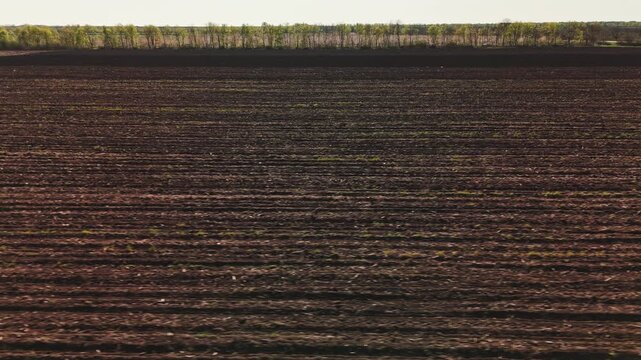 Wide View Plowed Plain Distant Treeline, Deep Ruts And Rich Soil Texture Lead Toward Thin Forest Horizon,
