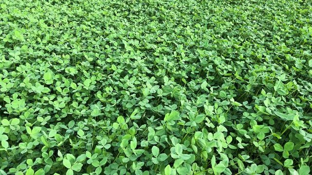 White Clover Leaves Close-Up Swaying in Wind.