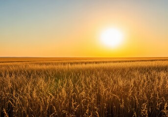 Fototapeta premium Golden sunlight shines across a vast, dry field of wheat and tall grass in the extreme heat of the late summer month of august, light, august, warm