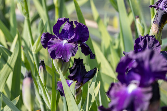 The flower of a Iris &times; germanica, also knwon as bearded iris or the German bearded iris. It is widely naturalized across Europe. It is known to produce the isoflavone irilone.