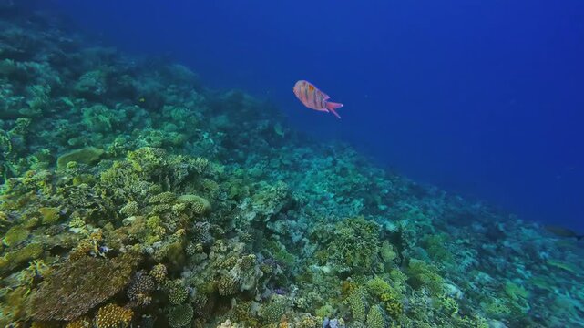A colorful Lyretail Hogfish glides above a vibrant coral reef in the clear blue waters of Egypt.