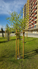 Fototapeta premium freshly planted young birch trees supported by wooden stakes growing on a green lawn next to a colorful modern apartment building under a blue sunny sky