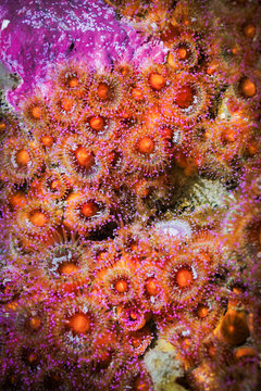 Jewel anemones (Corynactis australis)  colony macro detail on rocky reef, Wellington, New Zealand