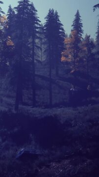 Tall trees rise majestically in a serene forest, bathed in gentle morning light. Nature awakens quietly, revealing vibrant foliage and the promise of a new day in this enchanting landscape.