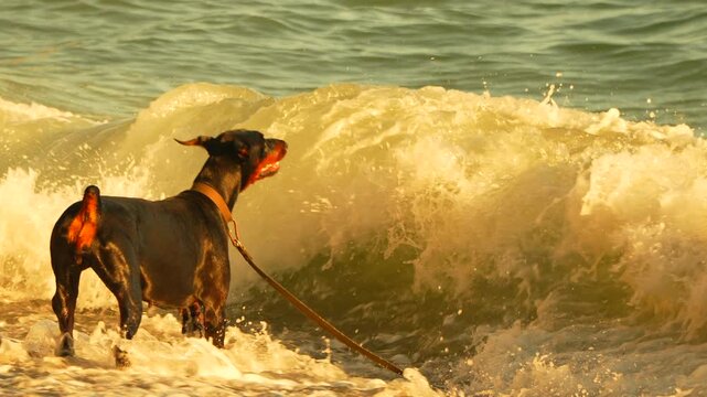 Doberman, dog, waves, playful doberman enjoying golden hour ocean waves at sunset.