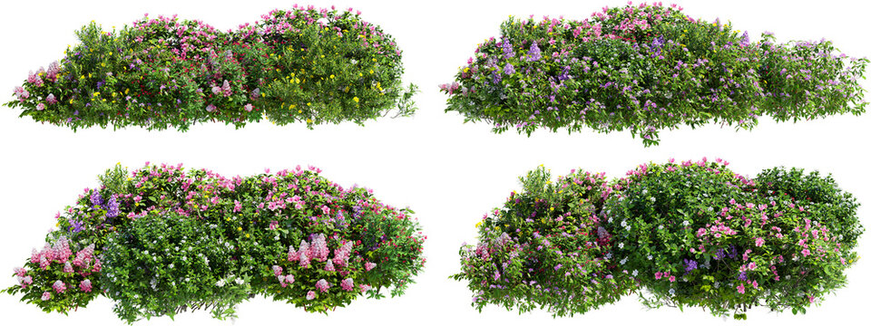 Shrubs and flower on a transparent background