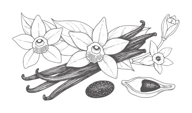 Hand drawn vanilla beans and flowers with seeds and pod