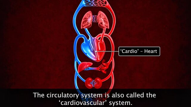 Cardiovascular system
