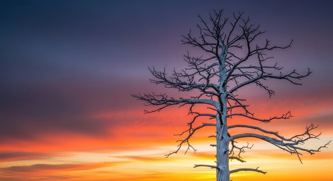 A tall, bleached skeletal remains of a pine tree stands starkly against a moody sky, its bare branches reaching upwards like gnarled fingers, dry, environment, ruin