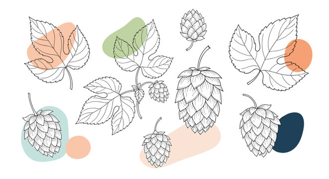 Botanical sketches of hop cones and leaves with abstract colorful background shapes in a vintage illustration style.