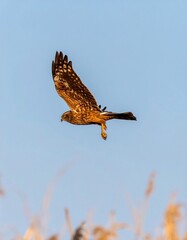 Fototapeta premium Raptor soaring in clear sky