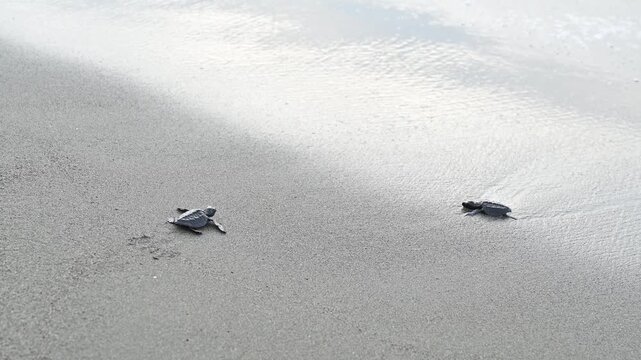 Release of olive ridley sea turtle hatchlings (Lepidochelys olivacea) at Lampuuk Beach, Aceh, Indonesia