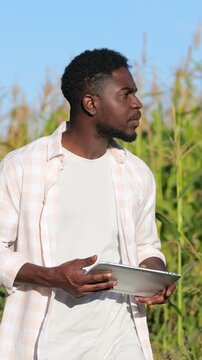 Black Field Scout Walking Through Cornfield With Tablet, Scanning Rows And Capturing Observations While Moving Between Stalks, Casual Stride With Professional Focus On Crop Monitoring