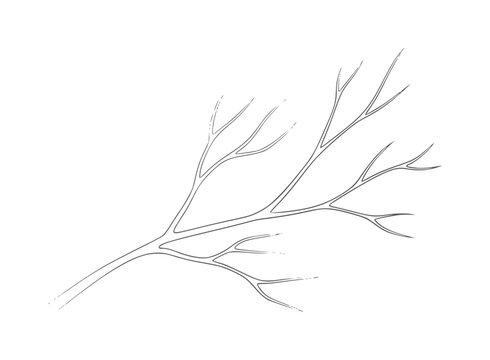 Delicate branching structure resembling a plant stem or vein system veins organic