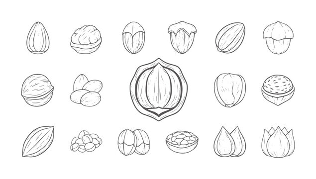 Hand drawn collection of various nuts and seeds in black and white almond walnut