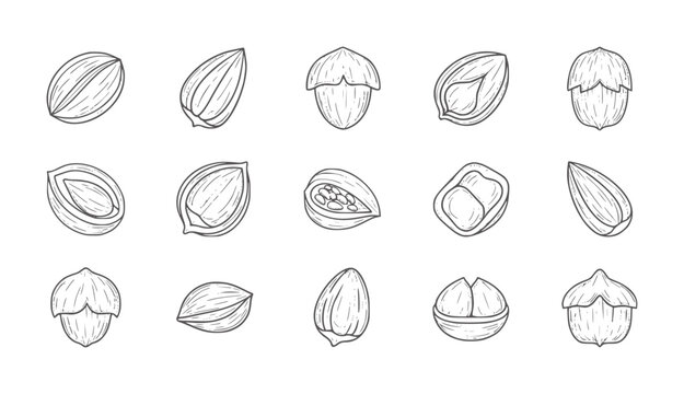 Hand drawn collection of various nuts and seeds in style almond hazelnut walnut
