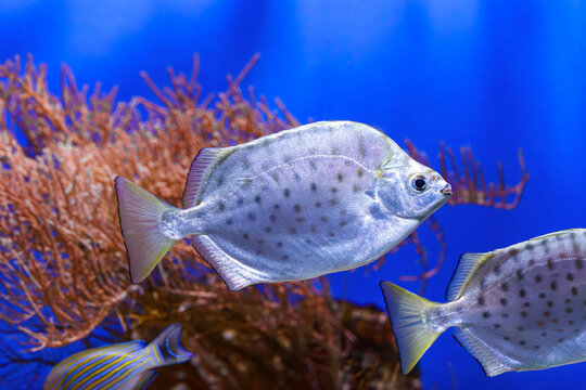 Group of silver fish, Scatophagus argus or spotted scat, butterfish swimming together near coral reef in clear blue water, aquarium background. Oceanarium, underwater life, aquatic animal,marine life