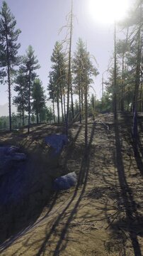 Golden sunlight dances among towering pines in a tranquil forest setting. Shadows stretch across the earthy ground, revealing natures beauty and peaceful atmosphere at dawn.