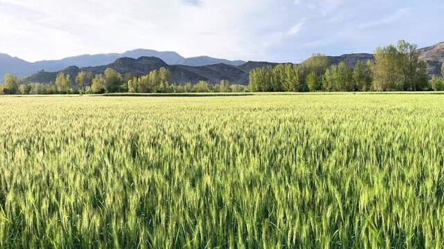 Growing Wheat Crop in Countryside Farm Close-Up