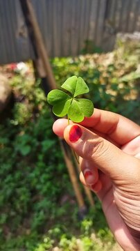 Close-up of Person Holding a Three-Leaf (Oxalis/Wood Sorrel) Clover in Natural Sunlight