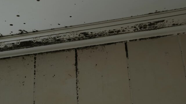 Severe mold damage to the walls and ceiling in the kitchen