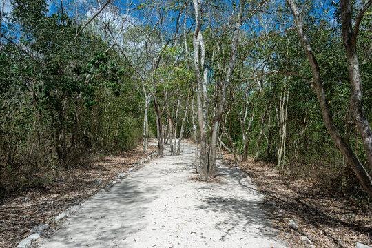 Traditional ancient Maya white road sacbe in the jungle of Ek Balam, Mexico