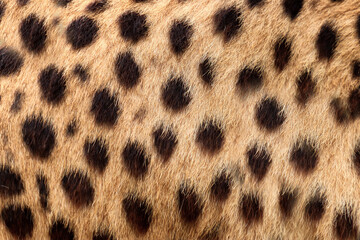 Cheetah fur texture background with natural spotted pattern © denisapro