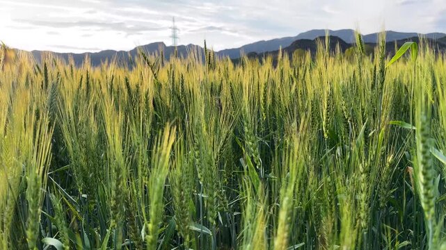 Soft Focus Green Wheat Field