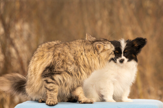 Tabby cat interacting with papillon puppy