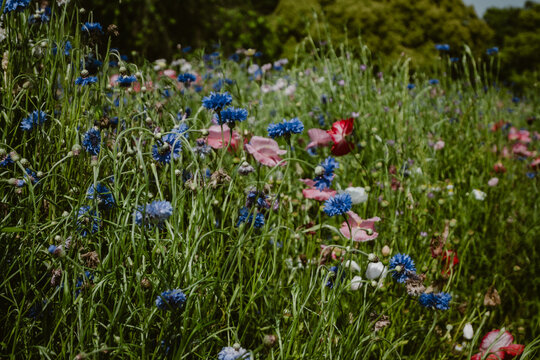 Wild flower, colourful blooming wild flowers between the high green grass outdoor at daytime during springtime season in a garden in Showa Kinen Park in Tokyo in Japan.