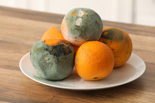 Plate with moldy oranges on counter in kitchen