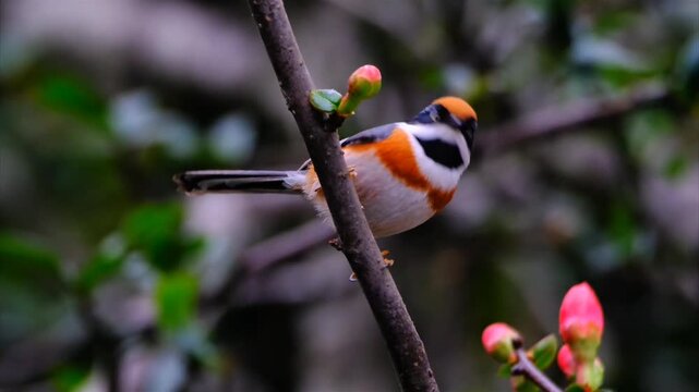 Black-throated Bushtit Bird Perched on a Branch with Spring Flower Buds