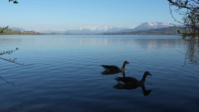 Two ducks on Lake Sempach with Mount Pilatus and snowy Alps