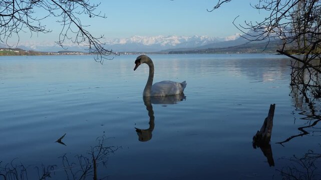 Swan foraging in alpine lake with ducks nearby