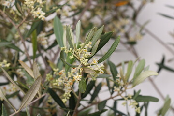 Fototapeta premium Olive, Oliven, Olivera, Olea europaea, Oleaceae