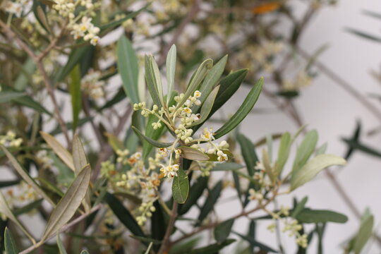 Olive, Oliven, Olivera, Olea europaea, Oleaceae