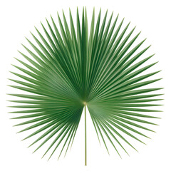 Fototapeta premium Single symmetrical green fan palm leaf isolated on white background