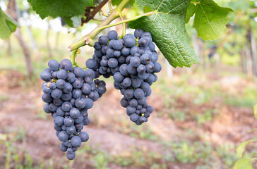 Fototapeta premium Blue grapes, Pinot Noir wine growing on vine, vineyard in Trier, Moselle Valley, Germany, landscape and agriculture at Mosel river, rhineland palatine