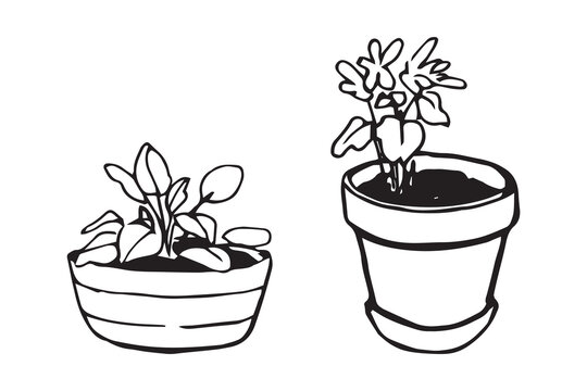 Set two potted plants doodle sketch. Houseplants in pots hand drawn outline vector illustration isolated on white. Botanical, home decor, garden line art.