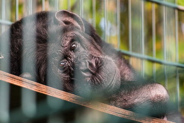 Portrait of a thoughtful chimpanzee resting behind bars in a zoo enclosure  © Stephan