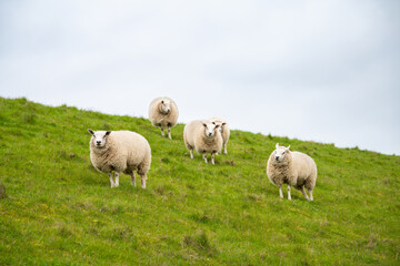 Fototapeta premium Flock of sheep on a pasture, livestock animal farm, stockbreeding, faming and agriculture in the Netherlands, sheeps on spring meadow 