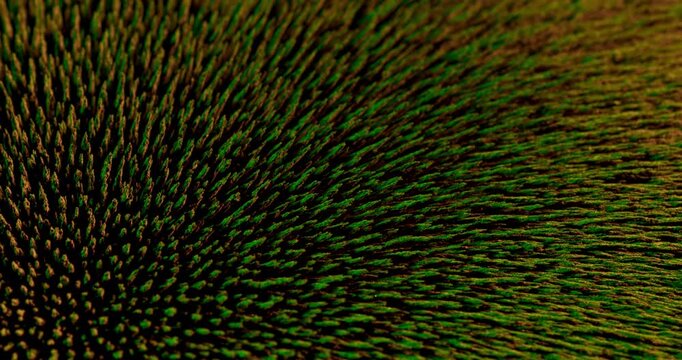 This captivating display showcases how metal particles react to magnetic forces against a dark background, ideal for design projects and motion graphics that capture viewer attention