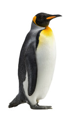 Fototapeta premium King penguin isolated on white background