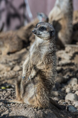 Fototapeta premium Alert meerkat standing on guard in a sandy environment while sunbathing 