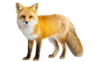 Obraz premium Red fox standing isolated on white background