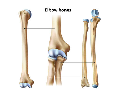 Elbow bones. Isolated vector illustration